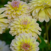 Dahlia Perception Yellow