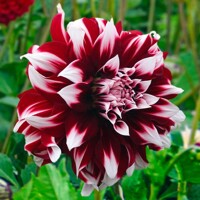 Dahlia X-Factor