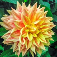 Dahlia Advance