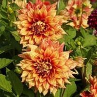 Dahlia Dazzling Magic