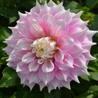 Dahlia Gitts Perfection