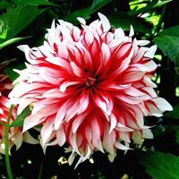 Dahlia Santa Claus