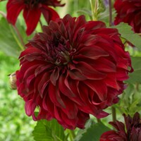 Dahlia Spartacus