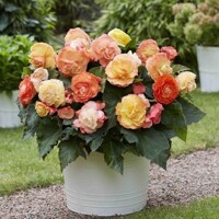 Begonia Superba Bolero