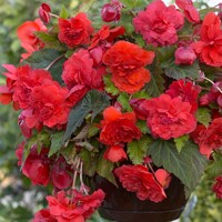 Begonia voňavá Red Glory