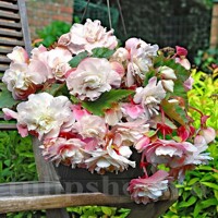 Begonia voňavá Angelique