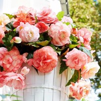 Begonia Splendide Flamenca