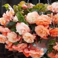 Begonia Splendide Apricot