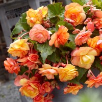 Begonia Splendide Ballerina