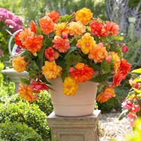 Begonia Balcony Golden