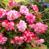 Begonia Balkony Pink