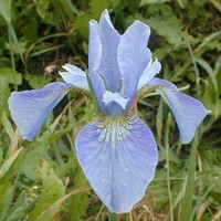 Iris sibirica Soft Blue