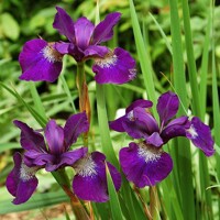 Iris Sibirica Teal Velvet