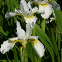 Iris Sibirica Snow Queen