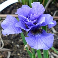 Iris Sibirica Rambunctious