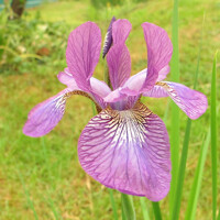 Iris Sibirica Sparkling Rose