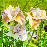 Iris Sibirica Lemon Veil