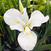 Iris Sibirica Dreaming Green