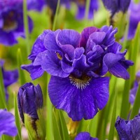 Iris Sibirica Concord Crush