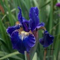 Iris Sibirica Golden Edge