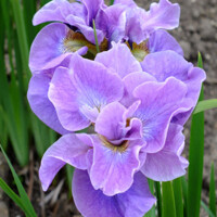 Iris Sibirica Having Fun