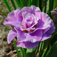 Iris Sibirica Pink Parfait