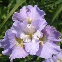 Iris Sibirica Dawn Waltz