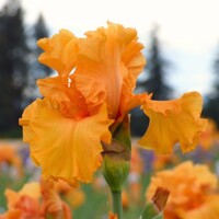 Iris Germanica Orange