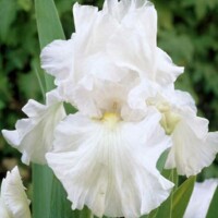 Iris Germanica White Knight