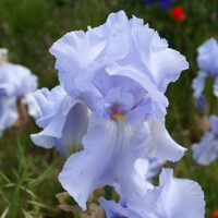 Iris Germanica Blue Sapphire