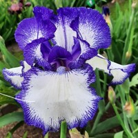 Iris Germanica Blue Staccato