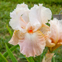 Iris Germanica Frappe