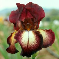 Iris Germanica Provencal