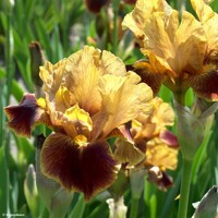 Iris Germanica Hissy Fit