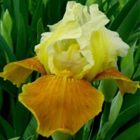 Iris Germanica Honey Glazed