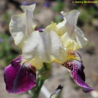 Iris Germanica Salonique