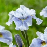 Iris Sibirica Mission Bay