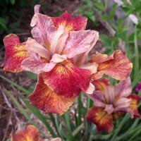 Iris Sibirica Paprikash