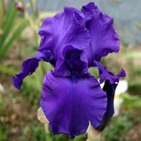 Iris Germanica Titans Glory