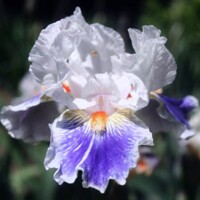 Iris Germanica American Patriot