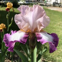 Iris Germanica Change Of Pace