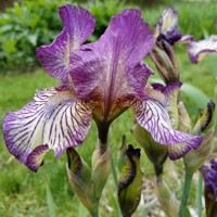 Iris Germanica Gnu Rayz