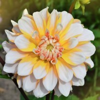 Dahlia Seattle