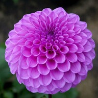 Dahlia Robann Regal