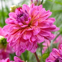 Dahlia Tropical