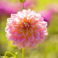 Dahlia Sheer Heaven