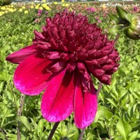 Dahlia Rock Star