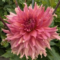 Dahlia Fairway Spur