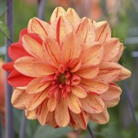 Dahlia Pasolini