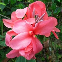 Canna Shining Pink